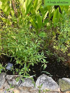Les jardins de la Boirie à Saint-Pierre-d'Oléron