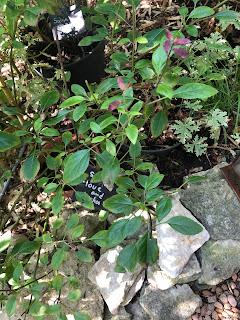 Les jardins de la Boirie à Saint-Pierre-d'Oléron