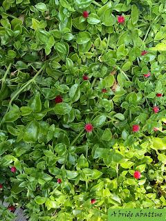 Les jardins de la Boirie à Saint-Pierre-d'Oléron