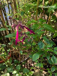 Les jardins de la Boirie à Saint-Pierre-d'Oléron