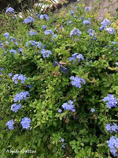 Les jardins de la Boirie à Saint-Pierre-d'Oléron
