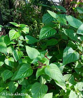Les jardins de la Boirie à Saint-Pierre-d'Oléron