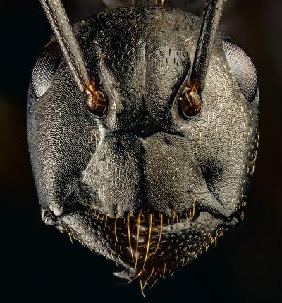 Macrophotographie fourmis de Joshua Coogler