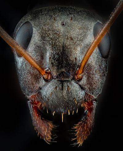 Macrophotographie fourmis de Joshua Coogler