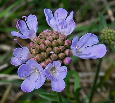 Scabieuse colombaire (Scabiosa columbaria)