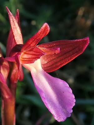 Orchis papillon (Anacamptis papilionacea subsp. papilionacea)