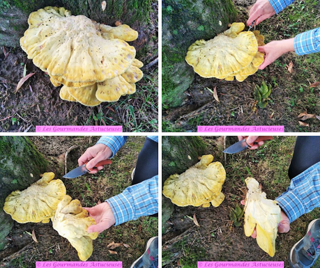 A la découverte du champignon-poulet (Vegan)