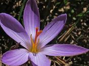 Crocus Corse (Crocus corsicus)