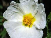 Ciste Montpellier (Cistus monspeliensis)