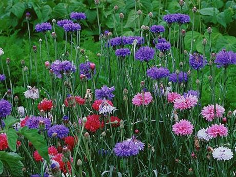 la Prairie Vie privée d'un champ anglais - John Lewis Stempel la Prairie Vie privée d'un champ anglais - John Lewis Stempel