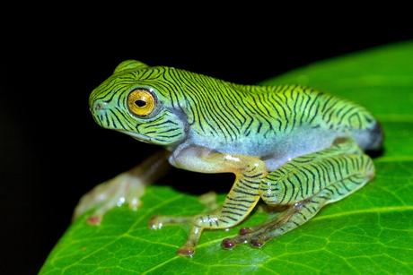 Quand tu hésites entre être une grenouille ou un zèbre… Quand tu hésites entre être une grenouille ou un zèbre…