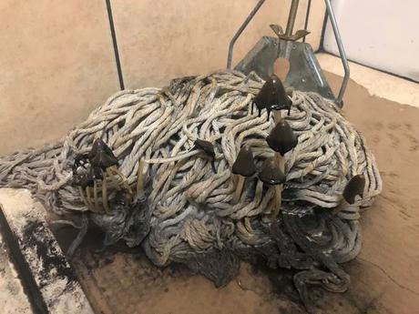Sur le subreddit BathroomShrooms, une collection de champignons qui poussent dans des lieux insolites