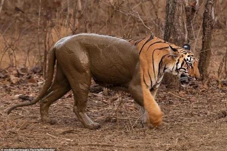 Un tigre tigré devant, marron derrière