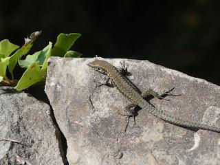 Le retour à Cinque-Terre - (étape «56») Le retour à Cinque-Terre - (étape «56»)