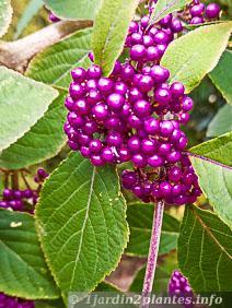 Une plante à baies: le callicarpa.