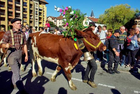 Retour des Alpages à Annecy © French Moments