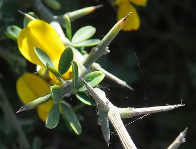 Calicotome velu (Cytisus laniger)