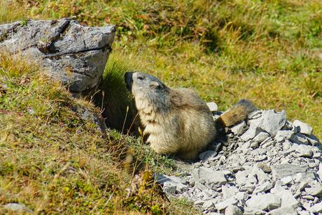 Marmotte au col de la Vanoise © French Moments