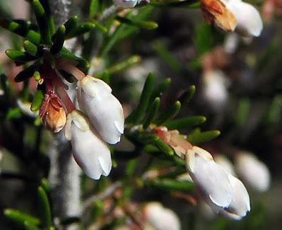 Bruyère arborescente (Erica arborea)