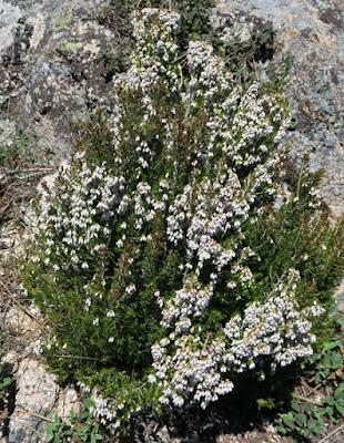 Bruyère arborescente (Erica arborea)