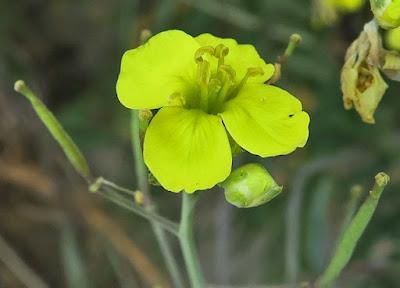 Diplotaxis à feuilles étroites (Diplotaxis tenuifolia)