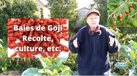 Baies de Goji - récolte, culture, séchage, bienfaits, etc (vidéo)
