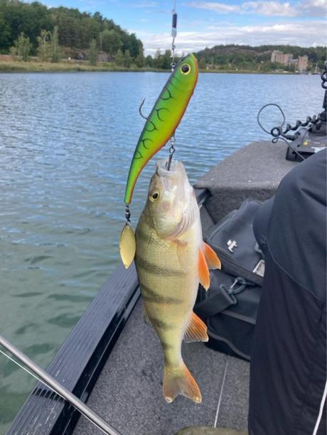 Voyage de pêche en Suède