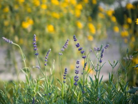 Examen de l’objectif Hasselblad 55 mm F2.5