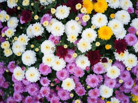 Examen de l’objectif Hasselblad 55 mm F2.5