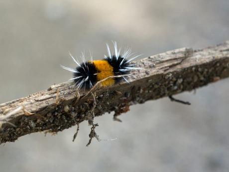 Examen de l’objectif Hasselblad 55 mm F2.5