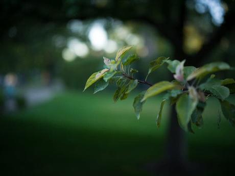 Examen de l’objectif Hasselblad 55 mm F2.5