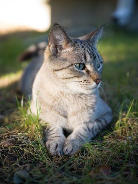 Examen de l’objectif Hasselblad 55 mm F2.5