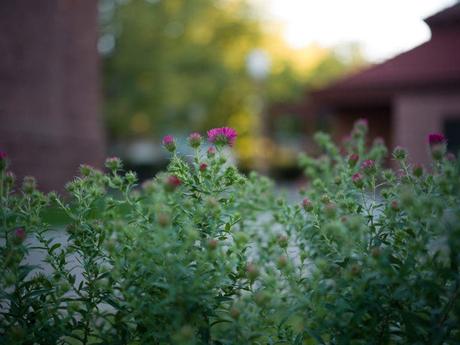 Examen de l’objectif Hasselblad 55 mm F2.5