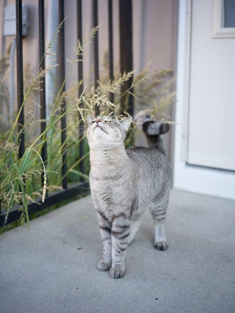 Examen de l’objectif Hasselblad 55 mm F2.5