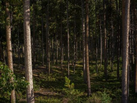 Examen de l’objectif Hasselblad 55 mm F2.5