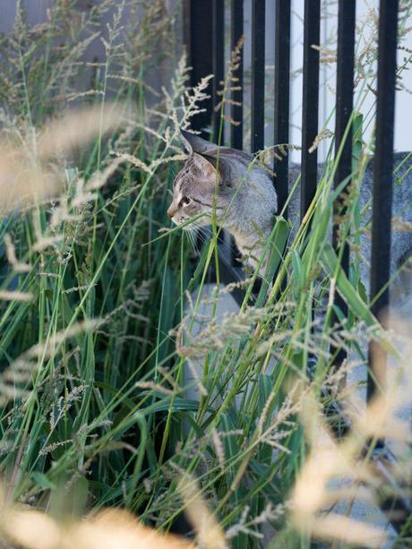 Examen de l’objectif Hasselblad 55 mm F2.5