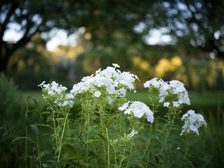 Examen de l’objectif Hasselblad 55 mm F2.5