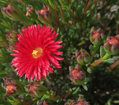 Figuier des Hottentots (Carpobrotus edulis)