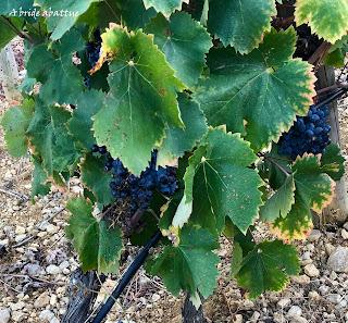 Découverte du Domaine du Château de Lastours