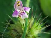 Galéopsis tétrahit (Galeopsis tetrahit)