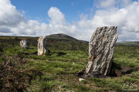 1ère balade dans les Monts d'Arrée après l'incendie du 18 juillet et des jours suivants :la Noce de Pierres - an Eured Vein : on distingue mieux les menhirs sur la végétation incendiée - à Brasparts