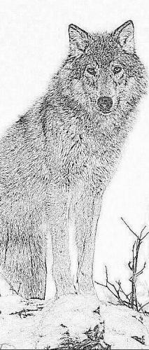 littérature,roman,le songe de l'homme armé,éditions orage lagune express,christian cottet-emard,bonnes feuilles,extrait,blog littéraire de christian cottet-emard,loup,nature,forêt,moyen âge,guillaume dufay,musique,messe de l'homme armé,chanson de l'homme armé,neige,archers,étendard,attelage,chariot,archidiacre,seigneur,suzerain,hugues le loup,hugues guillaume enguerrand de bellegarde,guillaume le taiseux,enguerrand le pieux,seigneur de bellegarde,bruno d'aoste archidiacre,bruno d'aoste