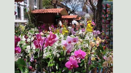 Madère - fête des fleurs 