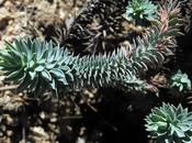 Euphorbe Baléares (Euphorbia pithyusa)