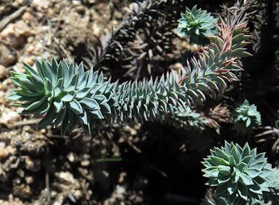 Euphorbe des Baléares (Euphorbia pithyusa)