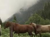 vacances pour chevaux (vidéo)