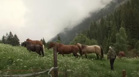 Des vacances pour les chevaux (vidéo)