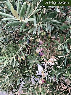 Pourquoi pas un aïoli avec l'huile du Château de Lastours