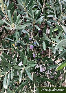 Pourquoi pas un aïoli avec l'huile du Château de Lastours