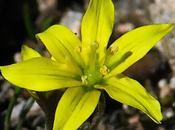 Gagée Soleirol (Gagea soleirolii)